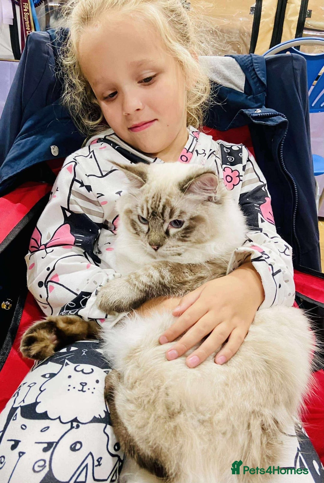 Ragdoll cats for sale: Beautiful Ragdoll kittens GCCF-seal tortie tabby  - Image 9