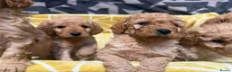 Labradoodle dogs for sale: Stunning miniature multigen labradoodle puppies - Advert 7