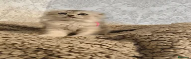 Scottish Fold 2