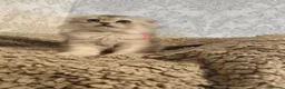 Scottish Fold cats for sale: Scottish fold tica active registered longhaired  - Advert 6