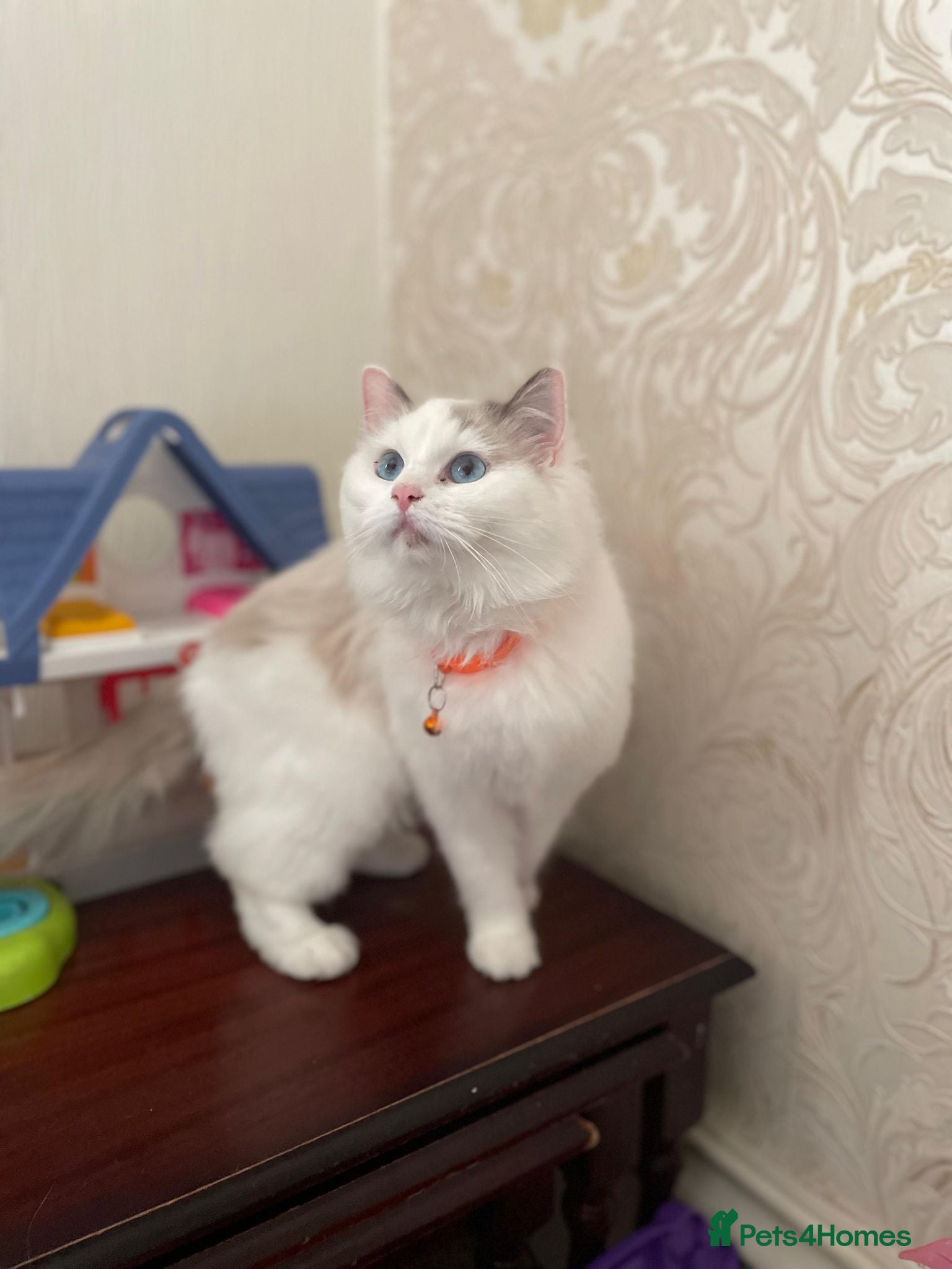Ragdoll cats  Gorgeous Bicolour Kittens - Advert 1