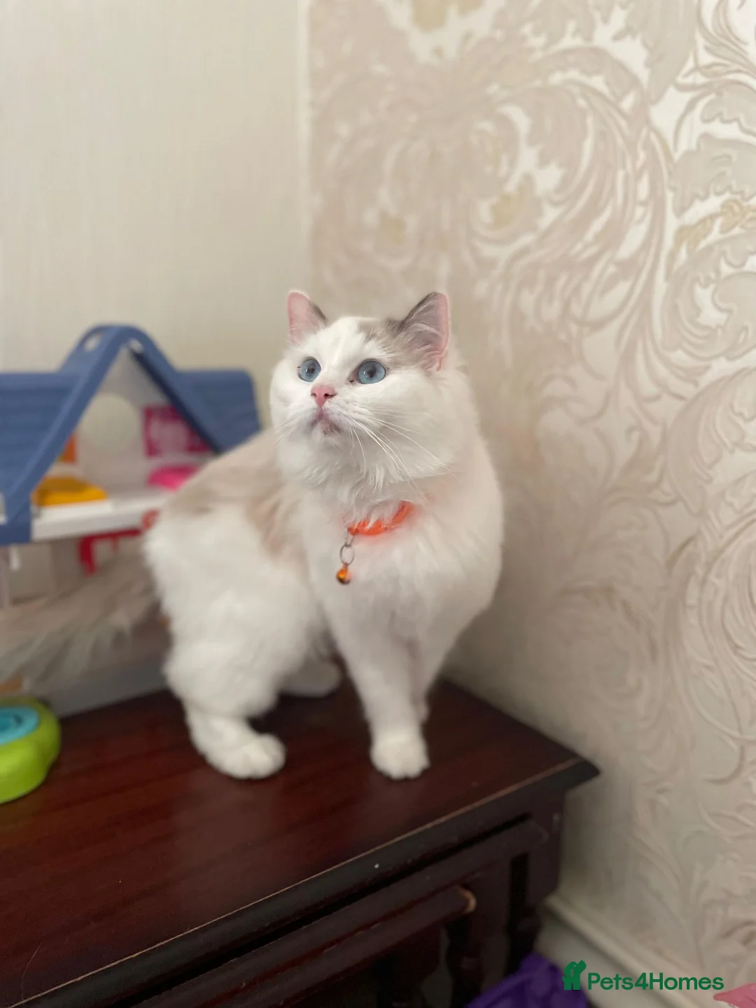 Ragdoll cats for sale:  Gorgeous Bicolour Kittens - Advert 1