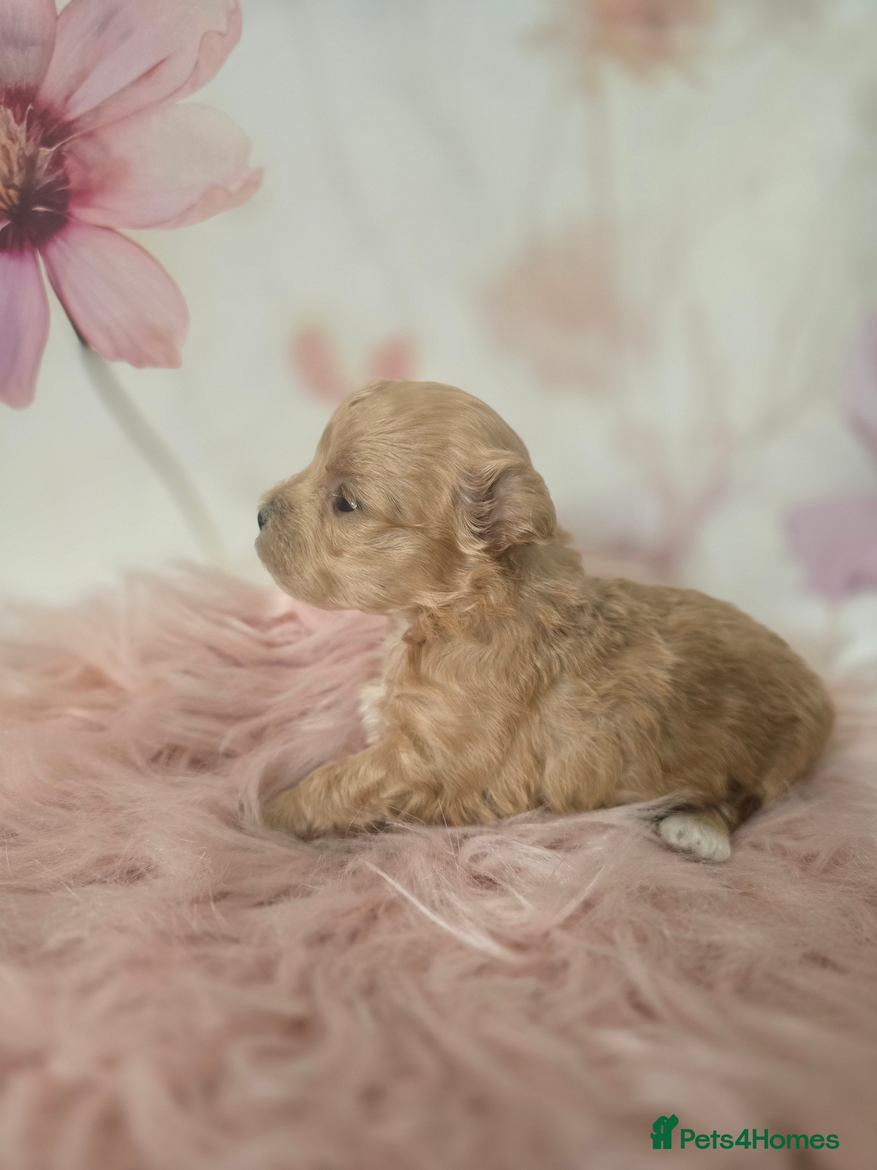 Maltipoo dogs Beautiful F1 maltipoo looking forever home ❤️🐶 - Advert 15