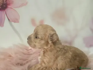 Maltipoo dogs Beautiful F1 maltipoo looking forever home ❤️🐶 - Advert 15