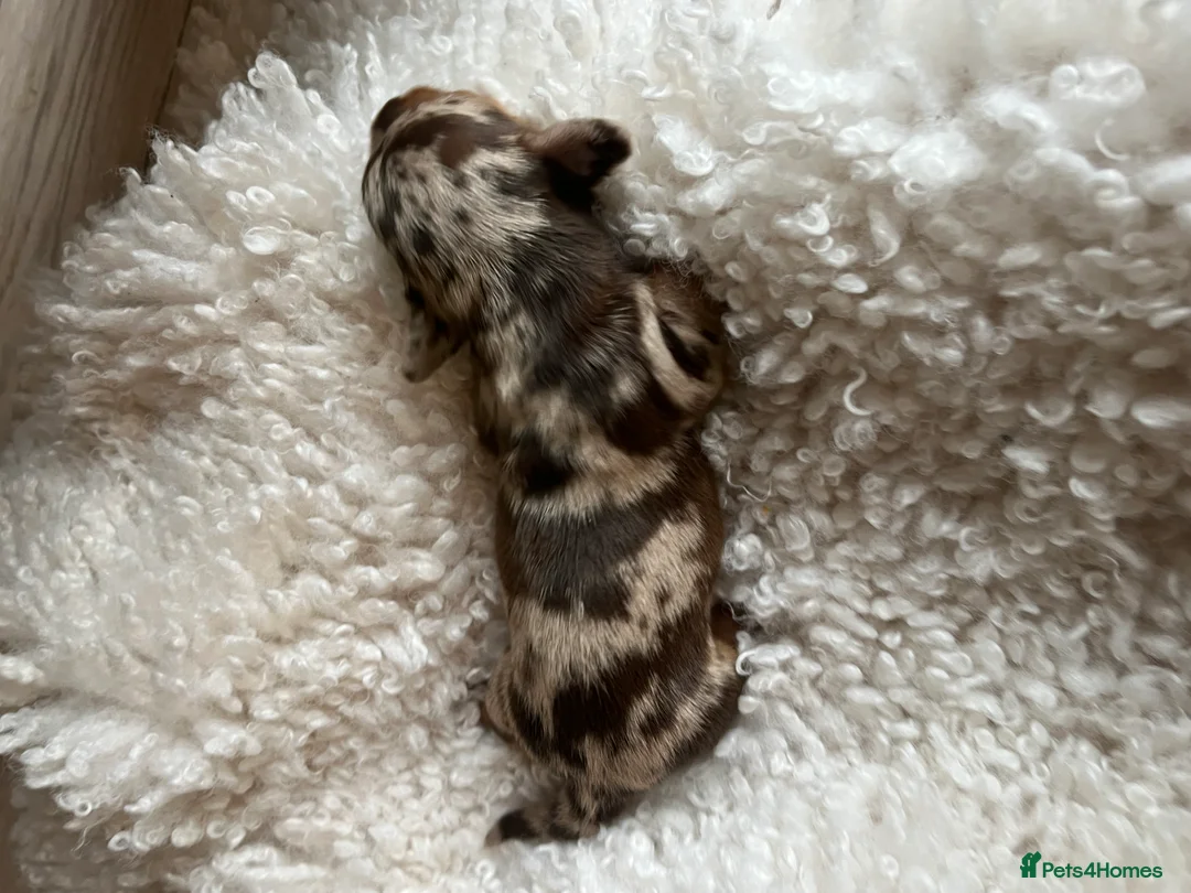 Miniature Dachshund dogs for sale: Miniature dachshunds for sale  - Advert 16