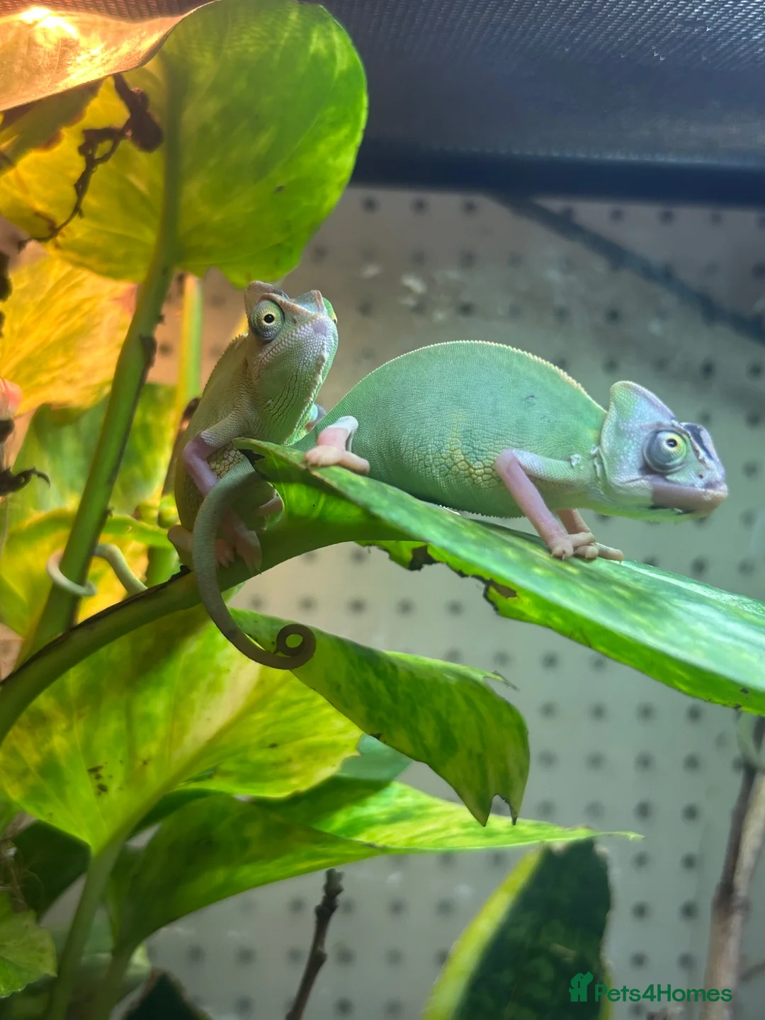 Chameleon reptiles for sale: Pied yeman chameleons  - Advert 4