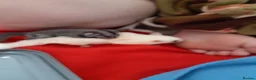 Sugar Glider rodents for sale: Sugar gliders in Salford - Advert 15
