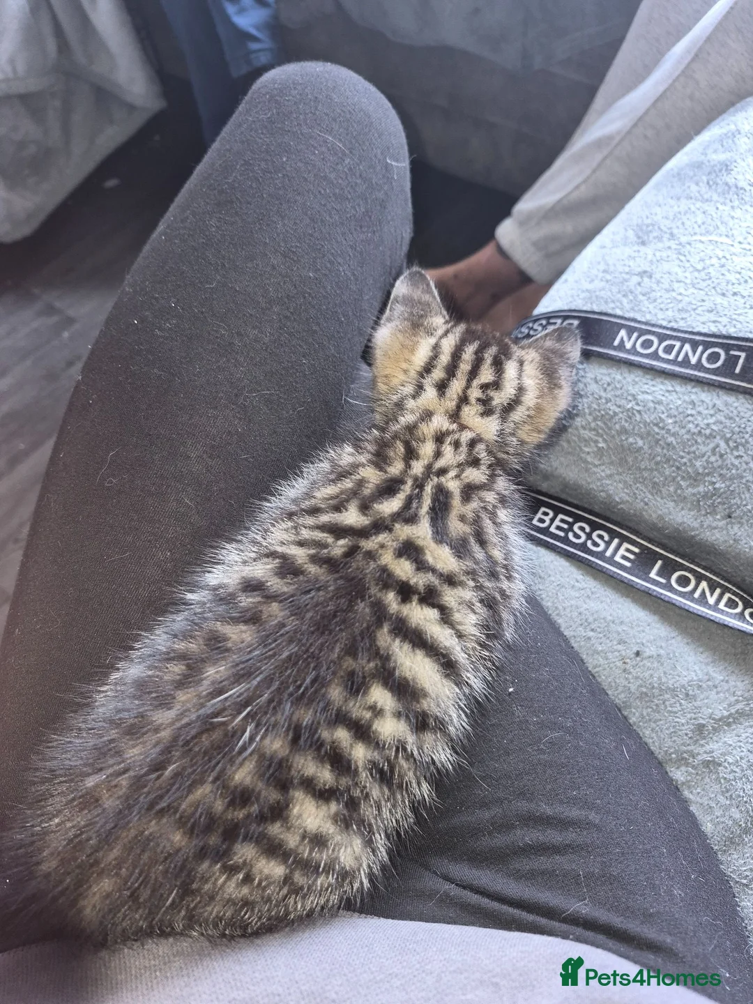 Mixed Breed cats for sale: Bengal × tabby kittens  in Rotherham - Advert 14