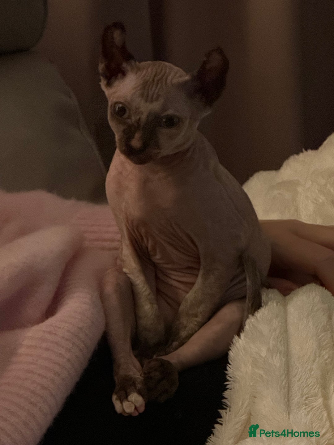 Sphynx cats for sale: Elf Sphynx - Advert 4