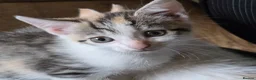 British Shorthair cats for sale: British Shorthair kittens  - Advert 6