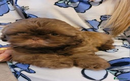 Shih Tzu dogs for sale: Stunning shihtzu puppy - Image 3