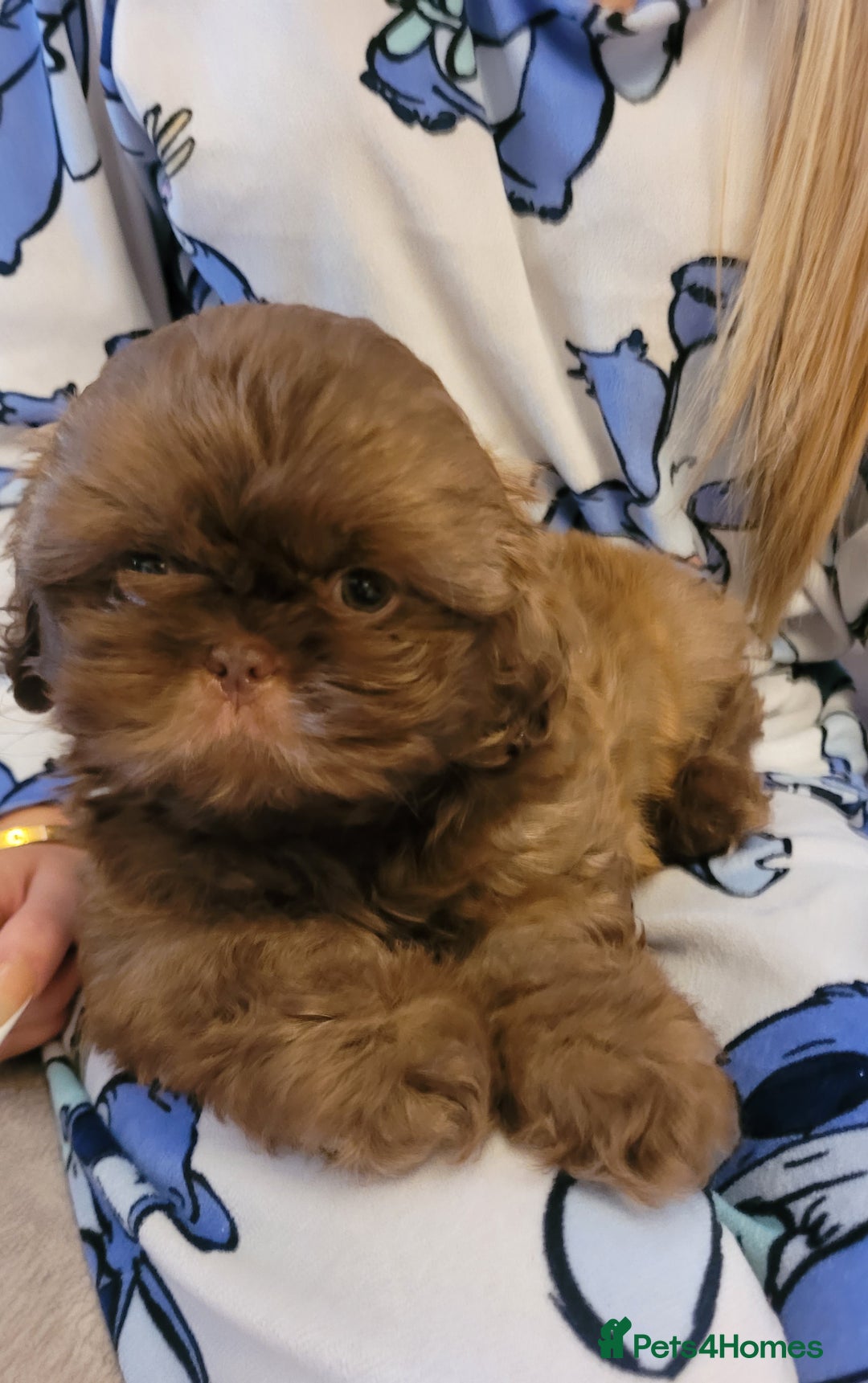 Shih Tzu dogs for sale: Stunning shihtzu puppy - Image 3