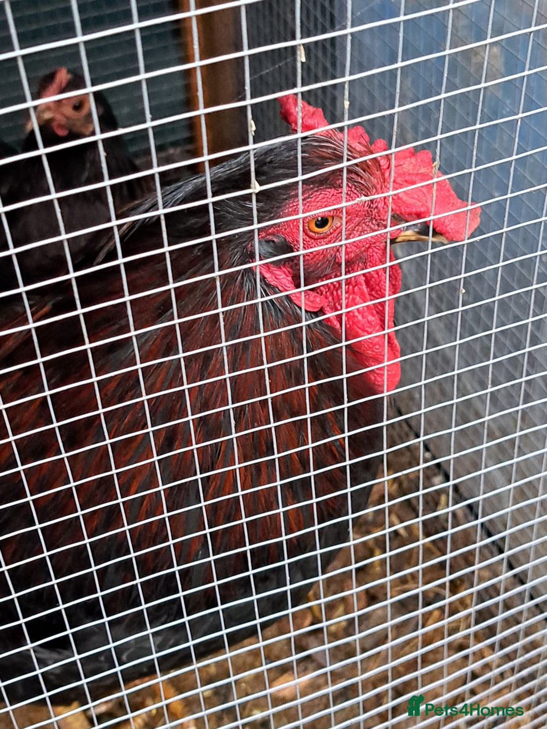 Chickens poultry for sale: Two Cockerel for Sale  - Advert 3