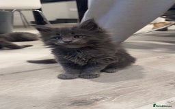 Maine Coon cats for sale: Beautiful GCCF registered main coon Kittens  - Image 8