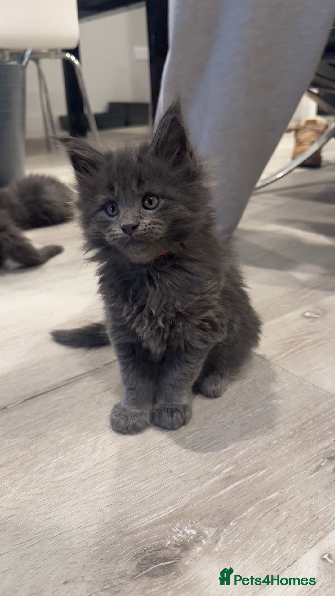 Maine Coon cats for sale: Beautiful GCCF registered main coon Kittens  - Image 8
