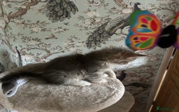 Siberian cats for sale: Siberian GCCF. kittens no hidden cost ready 6 oct  - Image 20