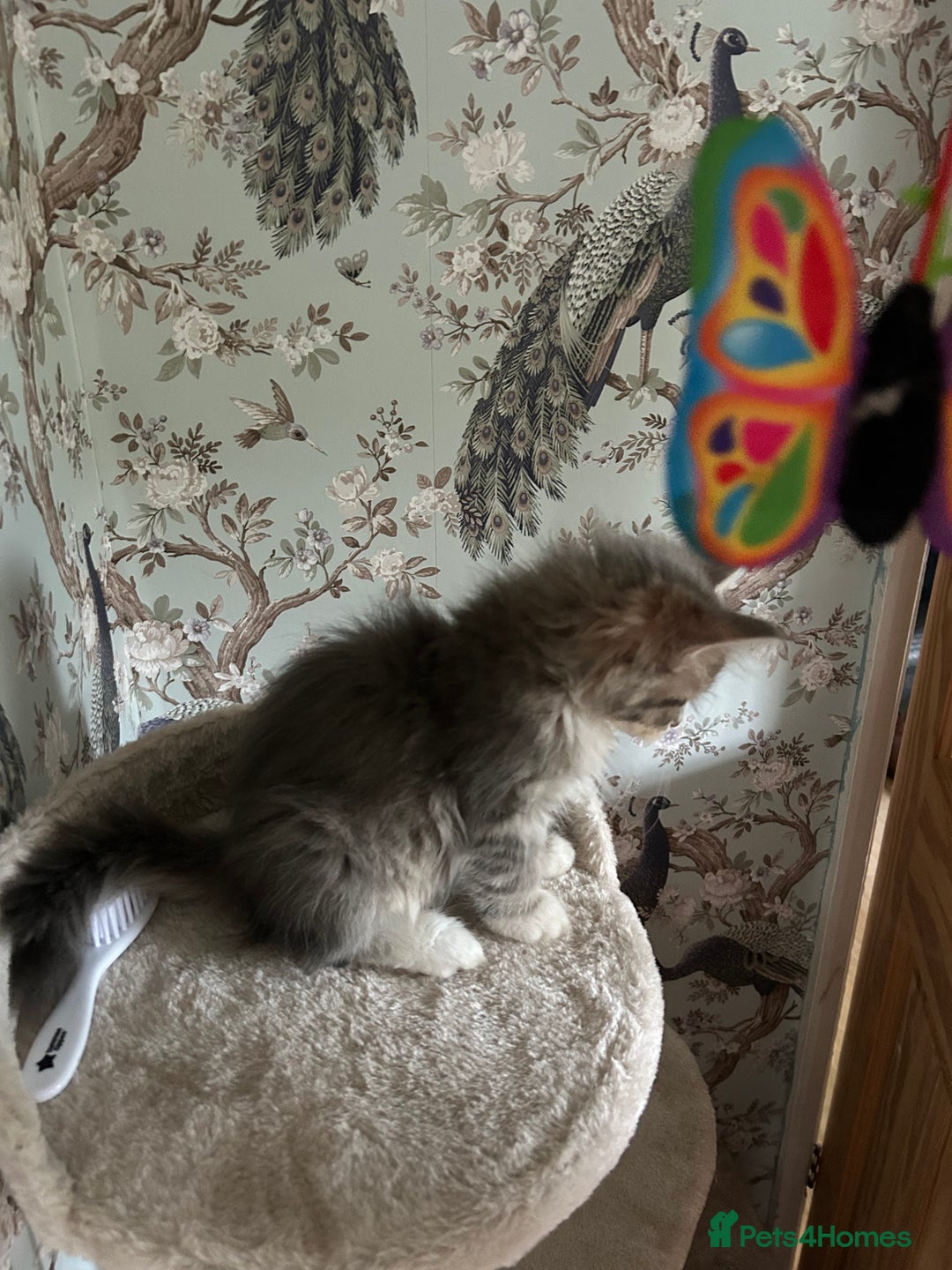 Siberian cats for sale: Siberian GCCF. kittens no hidden cost ready 6 oct  - Image 20