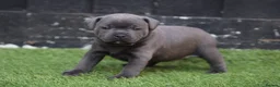 Staffordshire Bull Terrier dogs for stud: THE ONLY VALGLO STUD- VALGLO TOP GUN -BLUE CARRIER in Dudley - Advert 21