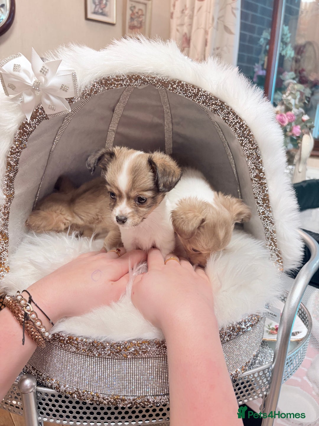 Mixed Breed dogs for sale: Stunning miniature toy chiweenie pups male female - Advert 9