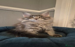 Maine Coon cats for sale: Maine Coon Glasgow AVAILABLE  - Image 19