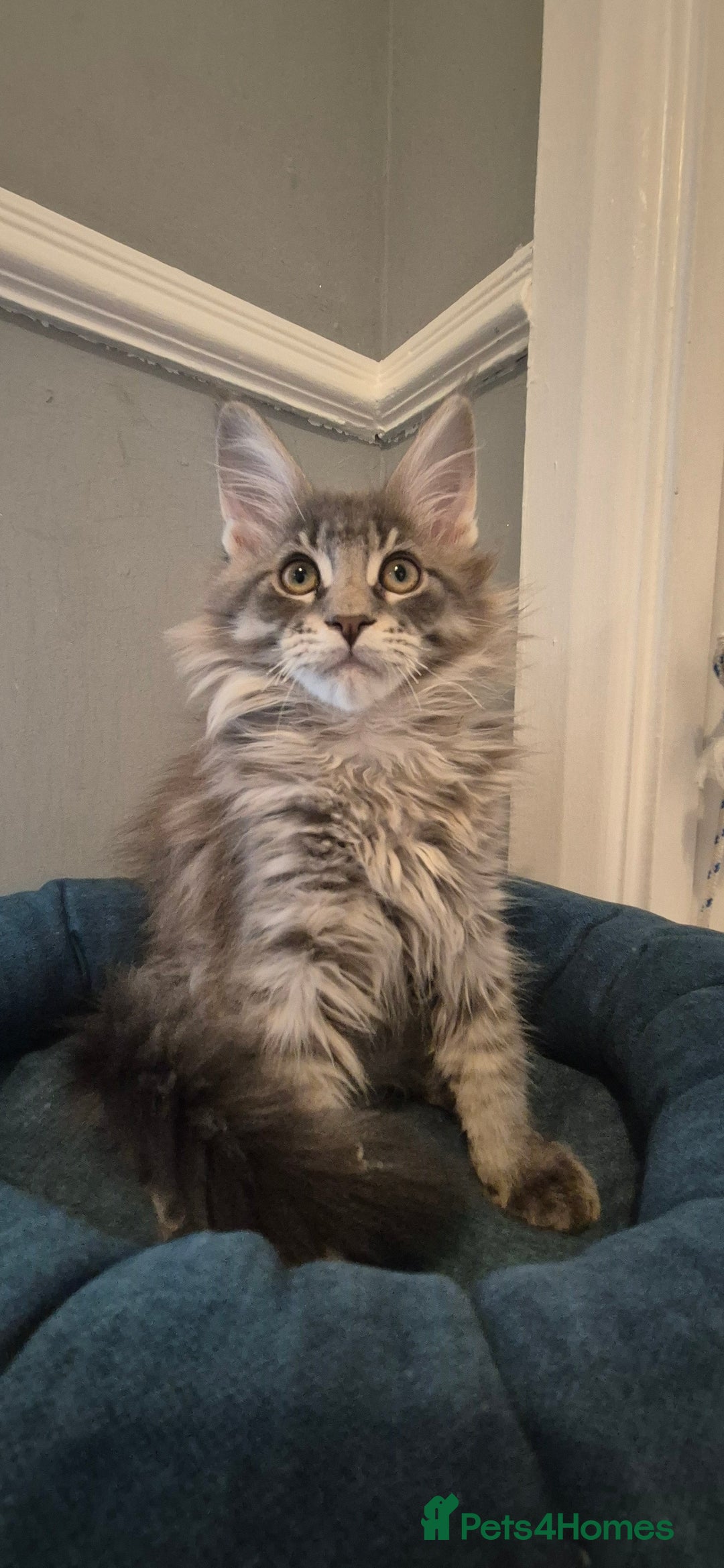Maine Coon cats for sale: Maine Coon Glasgow AVAILABLE  - Image 19