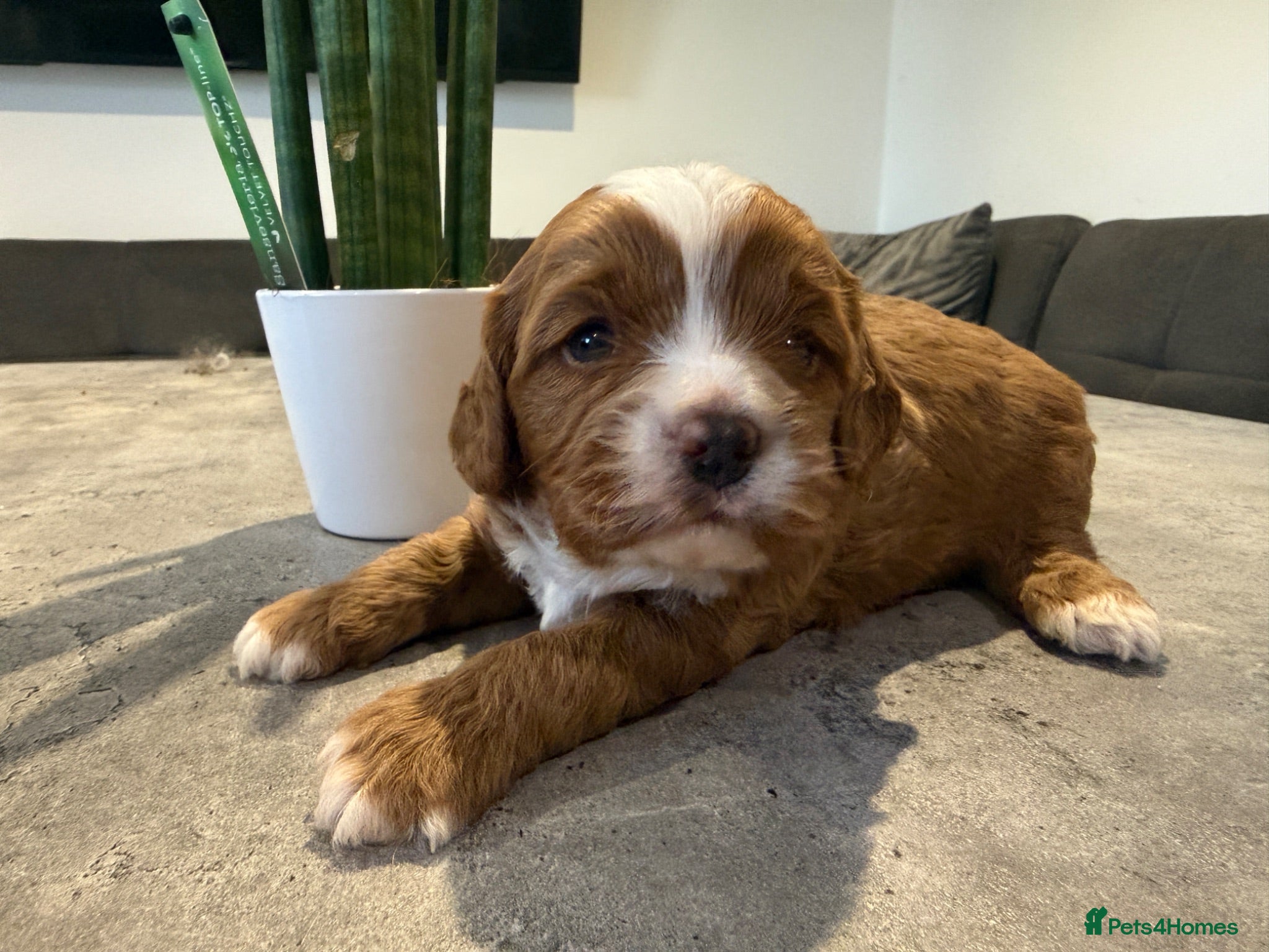 Cavapoo dogs Cavapoo puppies,health tested parents 5* licensed  - Advert 1