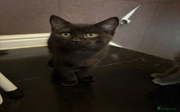 British Shorthair cats for sale: Half Breed British Short Hair Kittens  - Image 9