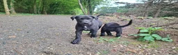 Lurcher dogs for sale: Greyhound x shepherd/collie  in Hungerford - Advert 30