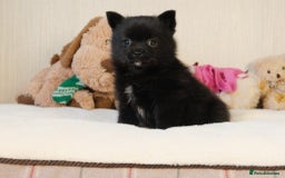 Pomsky dogs for sale: 5 tiny toy pomsky pups - Image 13
