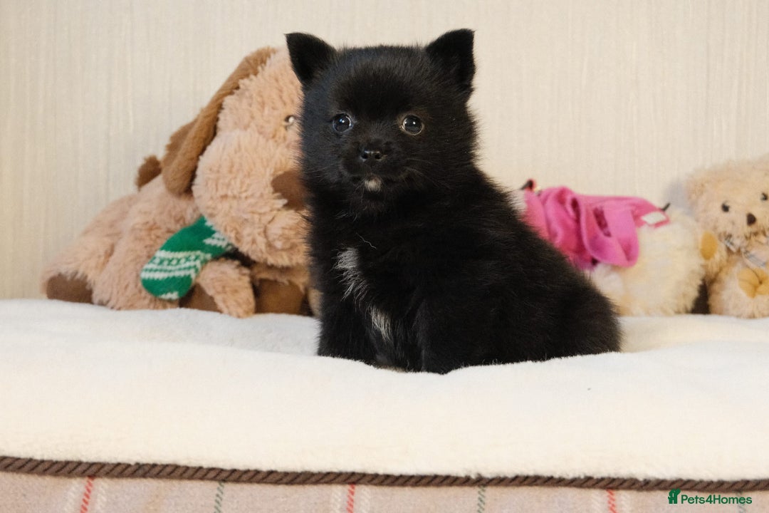 Pomsky dogs for sale: 5 tiny toy pomsky pups - Image 13
