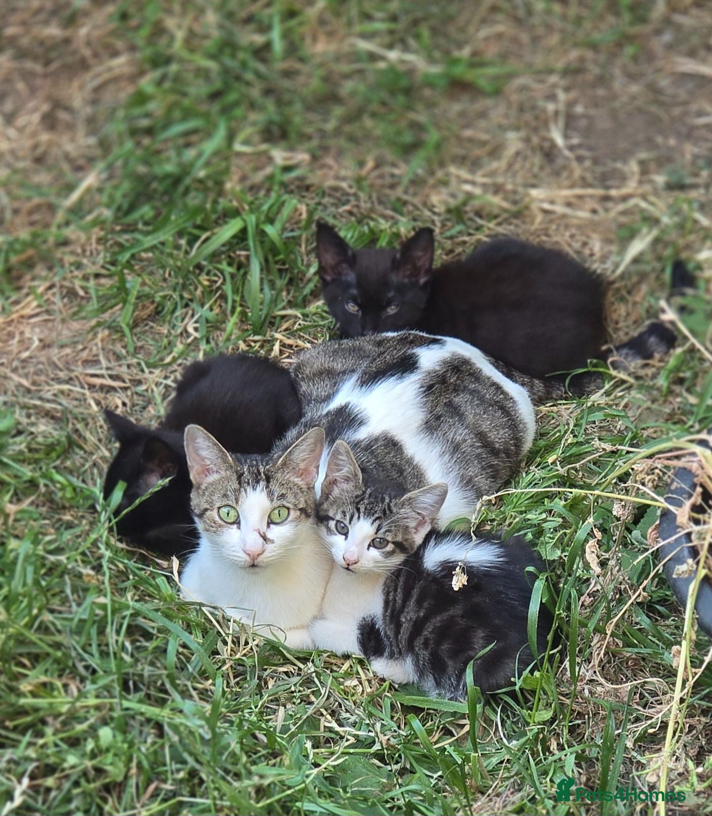 Mixed Breed cats Lovely, healthy, playful kittens - Advert 4