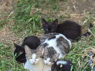 Mixed Breed cats Lovely, healthy, playful kittens - Advert 4