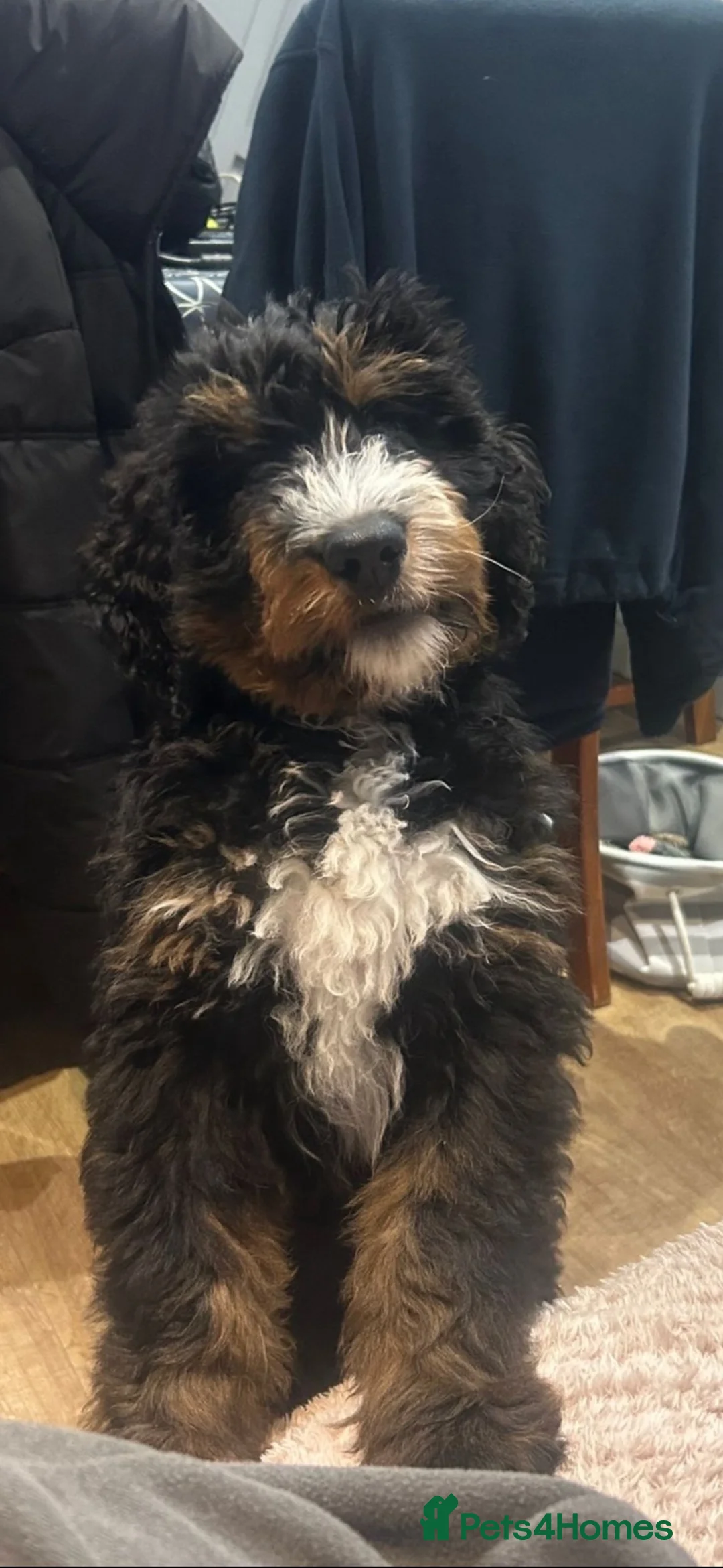 Bernedoodle dogs for stud: Walter  - Advert 2