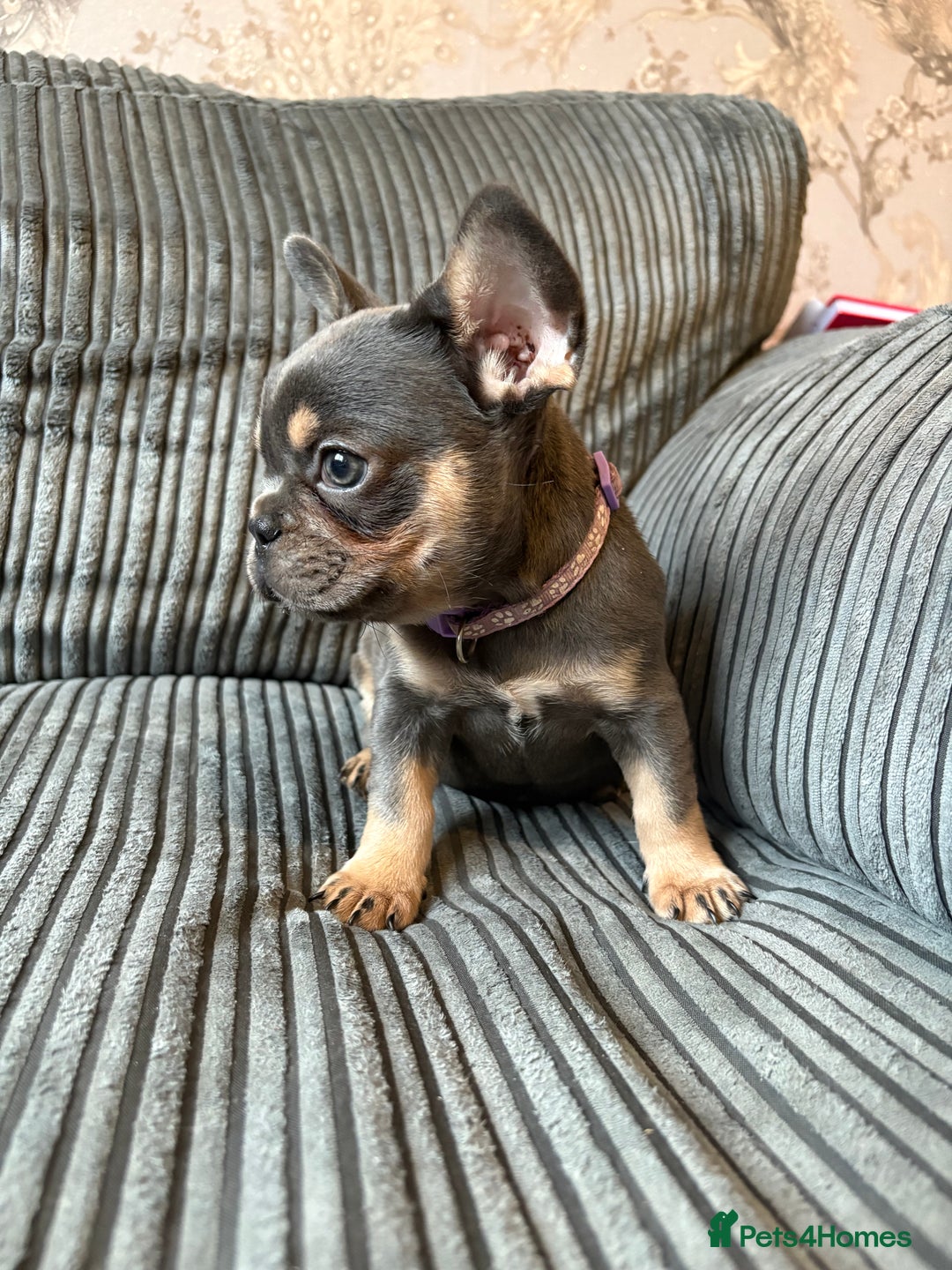 French Bulldog dogs for sale: French bulldog puppie - Advert 4