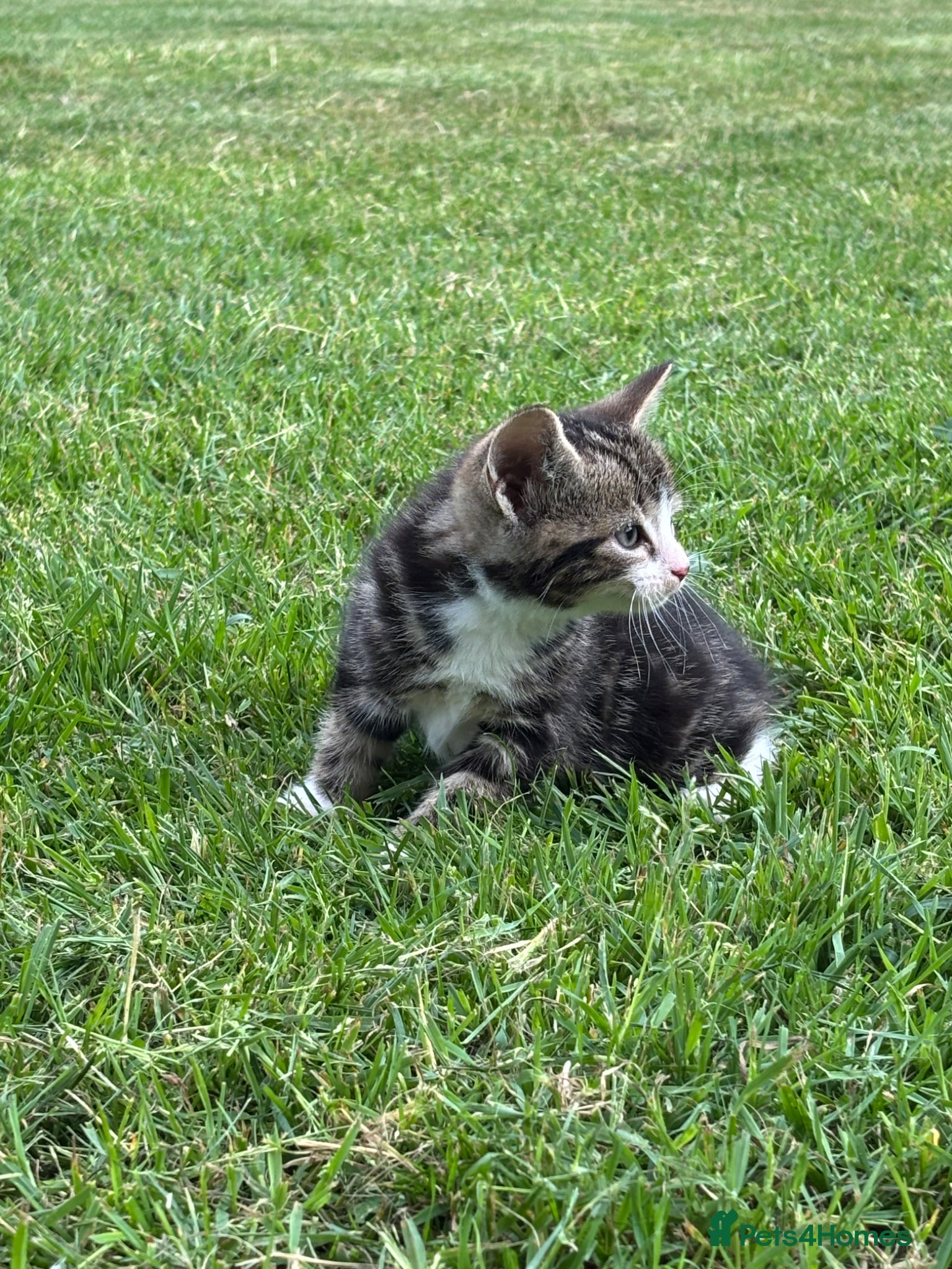 Mixed Breed cats for sale: 2 beautiful male kittens raised in our family home - Advert 2