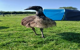Emus poultry for sale: 3 Young Emus for Sale - Image 2