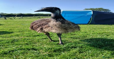 Emus poultry - Advert 5