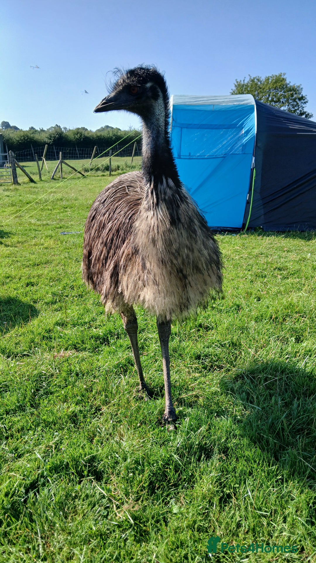 Emus poultry for sale: 3 Young Emus for Sale - Image 2