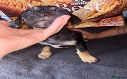 Mixed Breed dogs for sale: Puppies  - Image 2