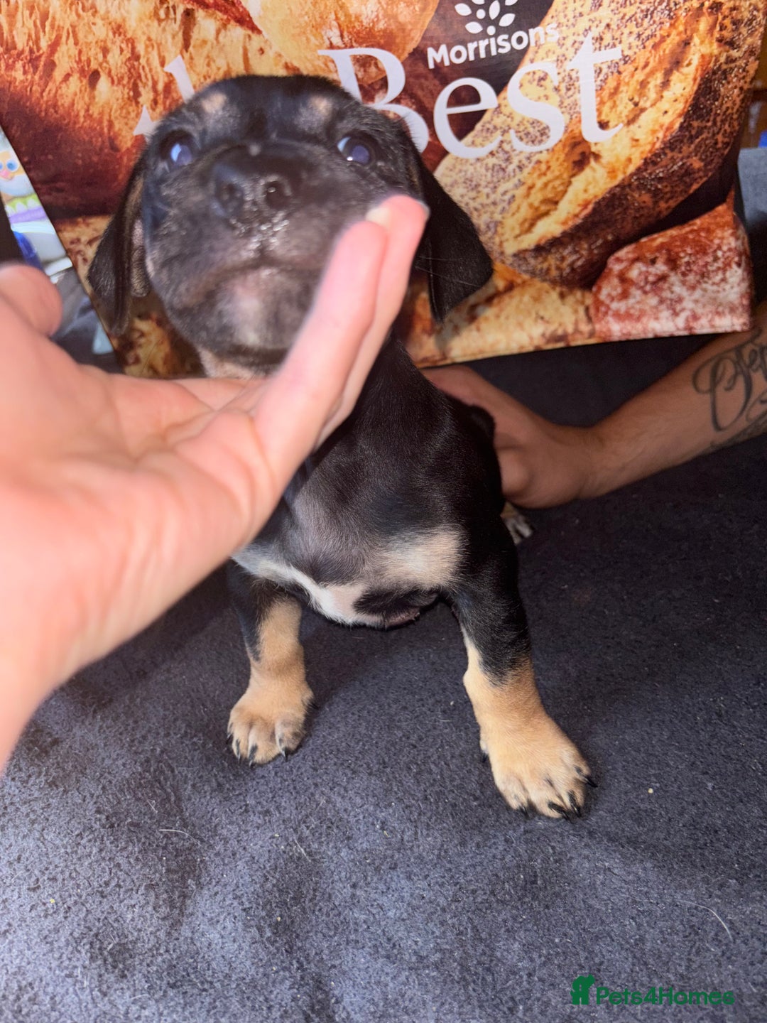 Mixed Breed dogs for sale: Puppies  - Image 2