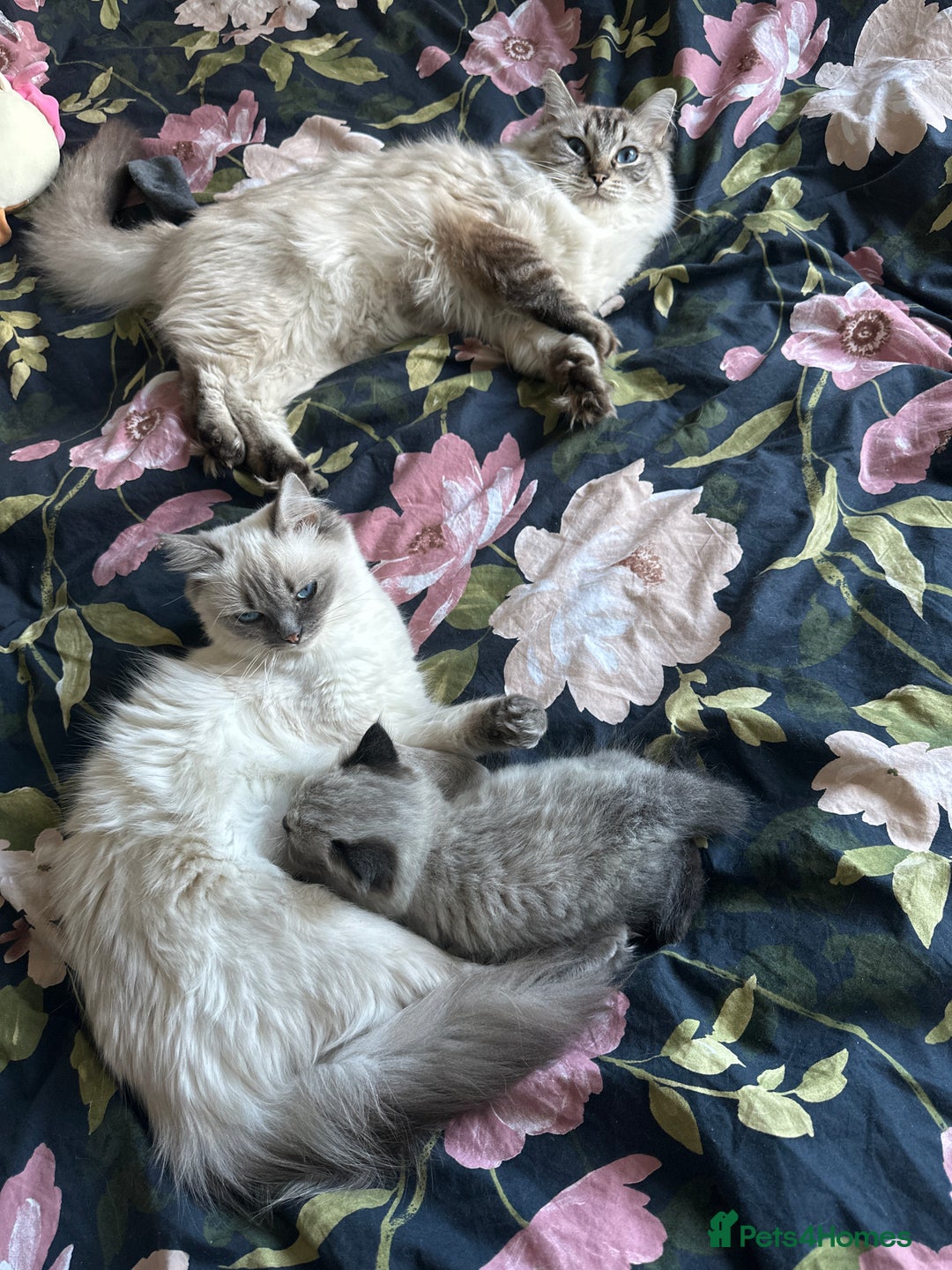 Ragdoll cats for sale: Last boy available  - Image 5
