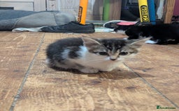 Mixed Breed cats for sale: Mixed breed kittens. Ready for homes. - Advert 5