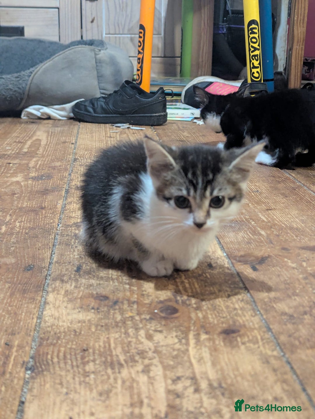 Mixed Breed cats for sale: Mixed breed kittens. Ready for homes. - Advert 5