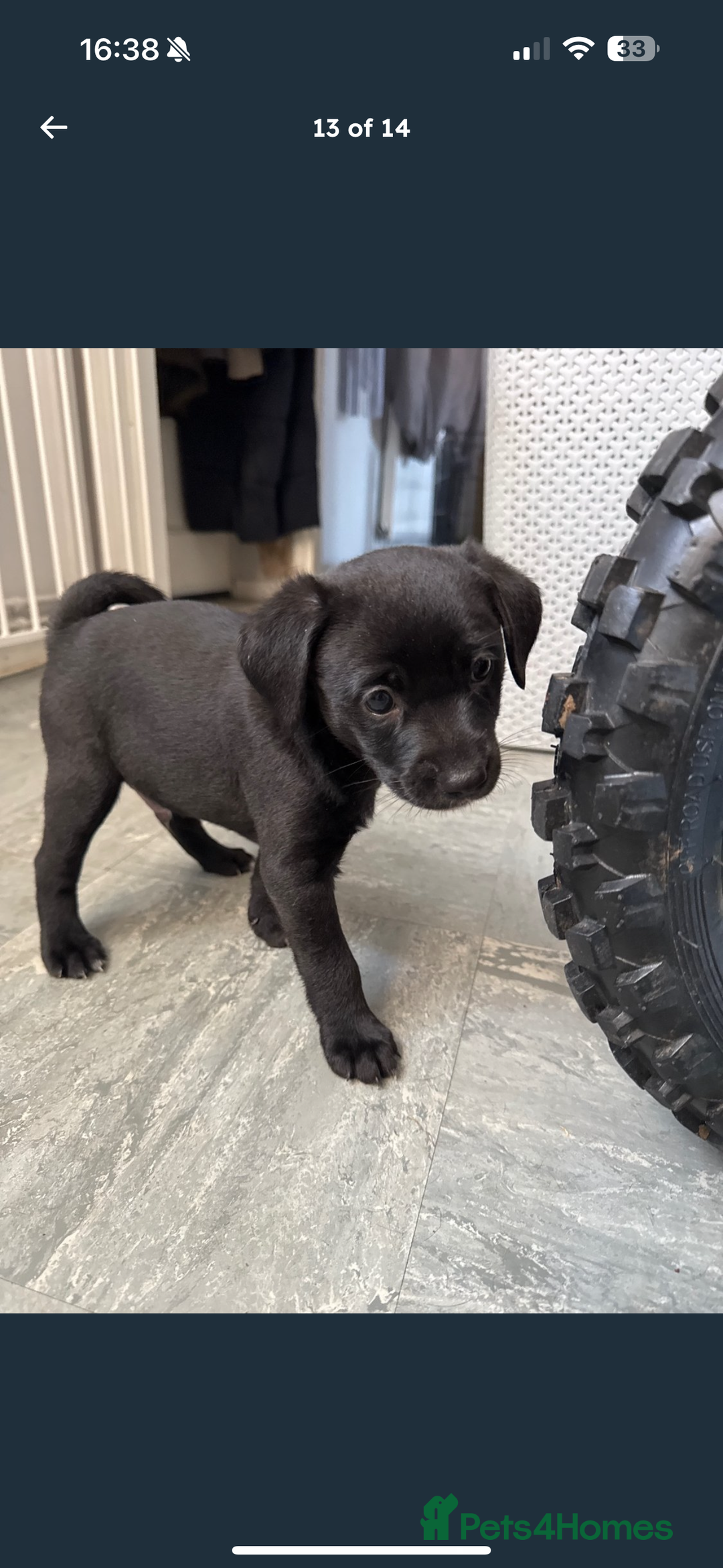 Mixed Breed dogs for sale: Beautiful puppys for sale  - Image 15