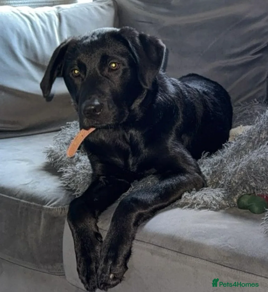 Mixed Breed dogs for sale: Molly - Advert 1