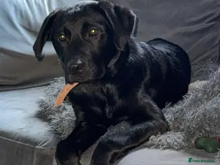 Mixed Breed dogs Molly - Advert 3