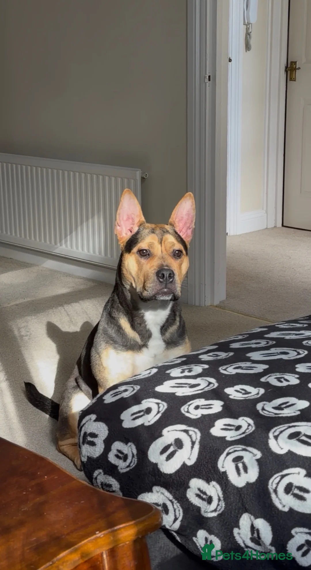 Mixed Breed dogs for sale: Ayla - Our Rescue looking for home.  - Advert 2