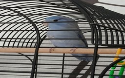 Parrots birds for sale: Parrotlet  - Image 6