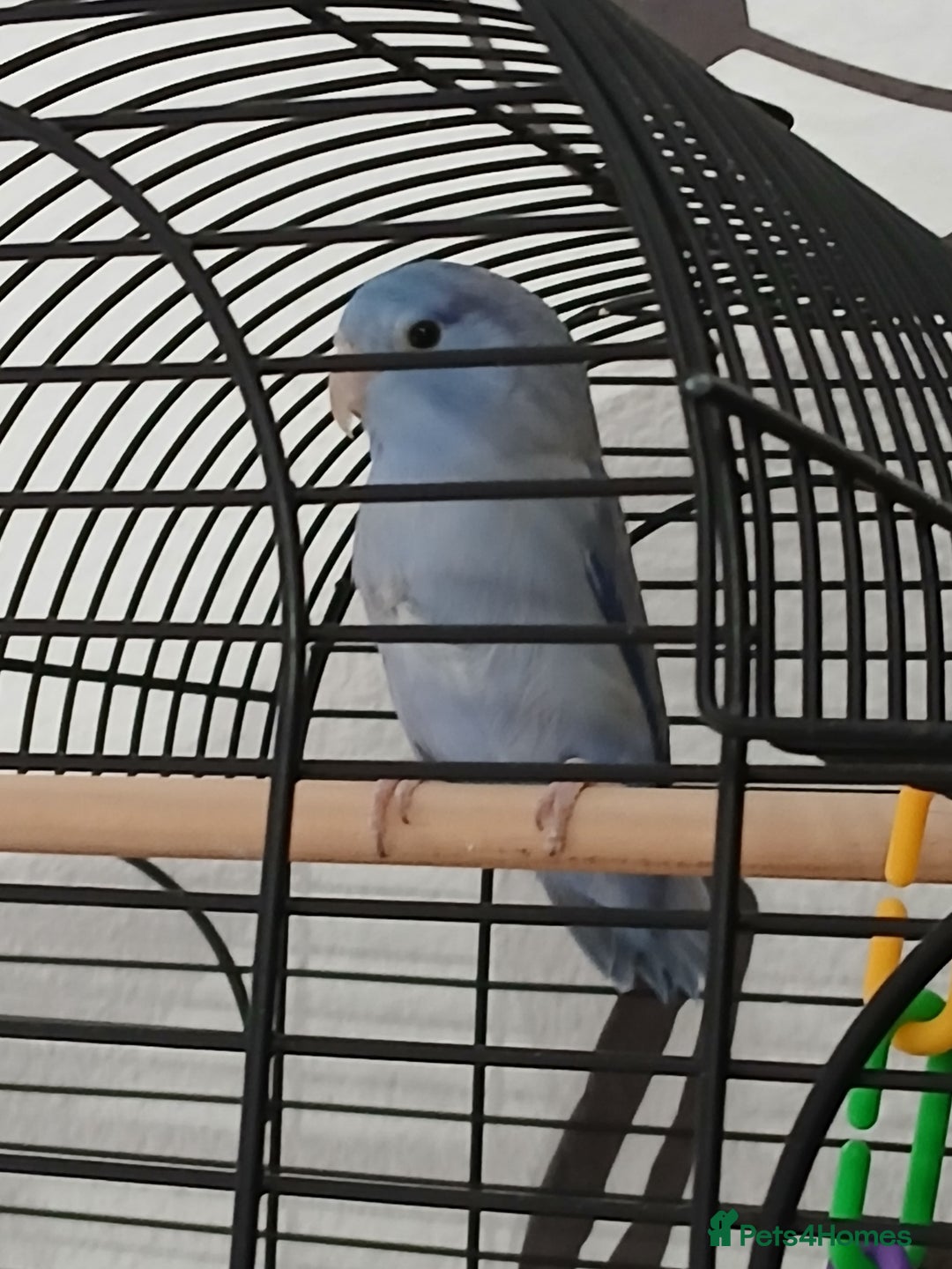 Parrots birds for sale: Parrotlet  - Image 6