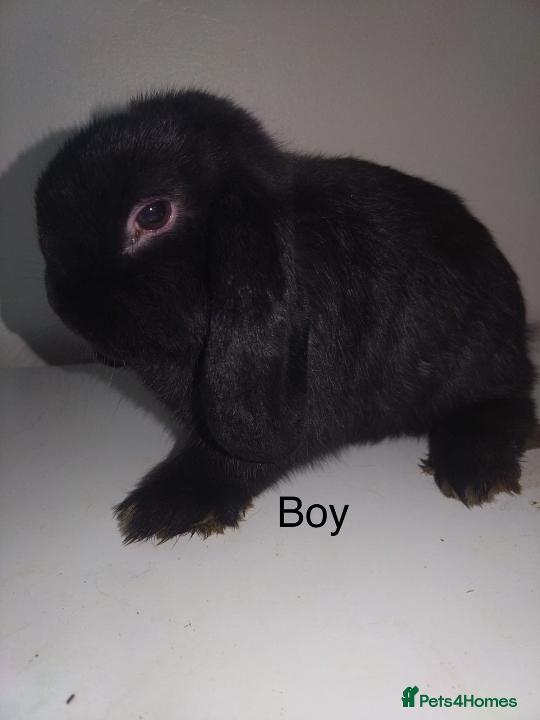 Mini Lop rabbits for sale: Mini lops available  - Advert 10
